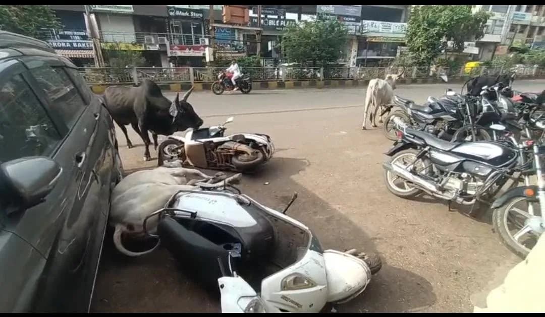 Stray Bull Menace in Guna: Road Collision Creates Chaos, Citizens Demand Action
