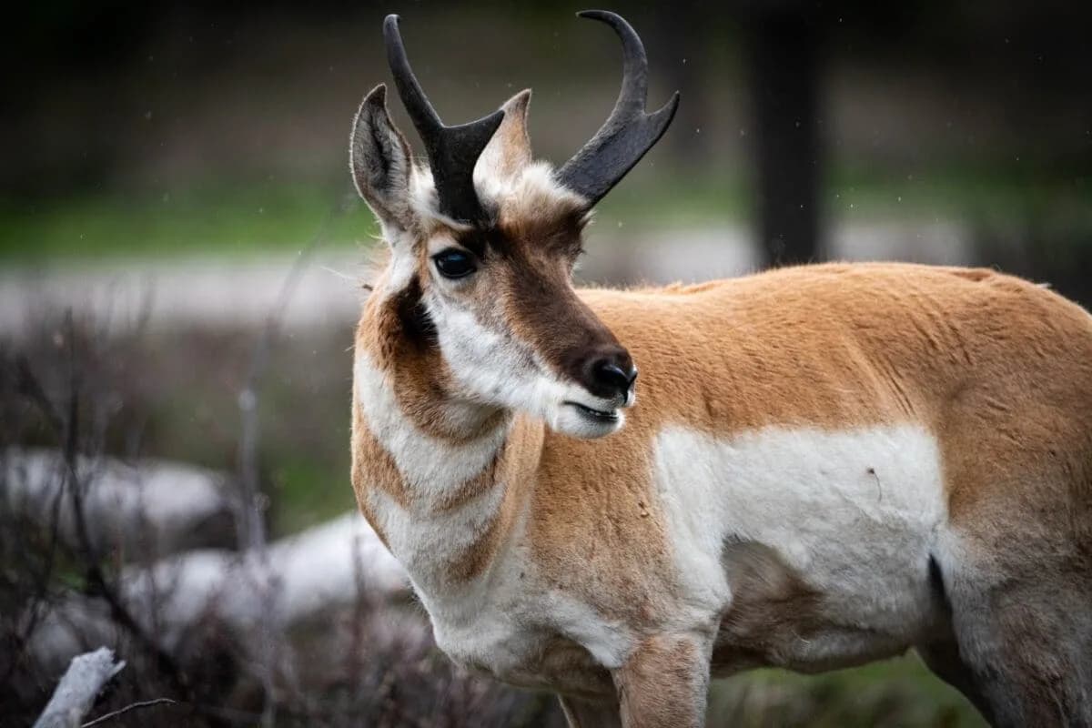 Pronghorns' Secret Life Revealed by GPS Tracking