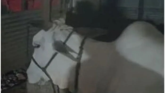 Bhopal Dairy Busted: Alleged Illegal Slaughterhouse Unearthed, Three Arrested
