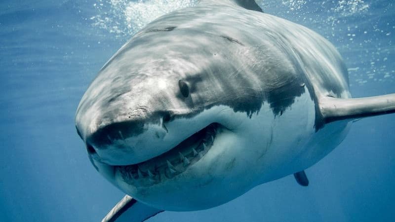Sharks Are Smarter Than You Think: Mind-Blowing Facts Revealed